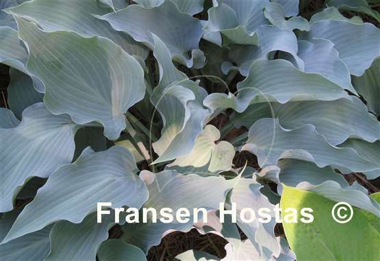 Hosta Frill Ride